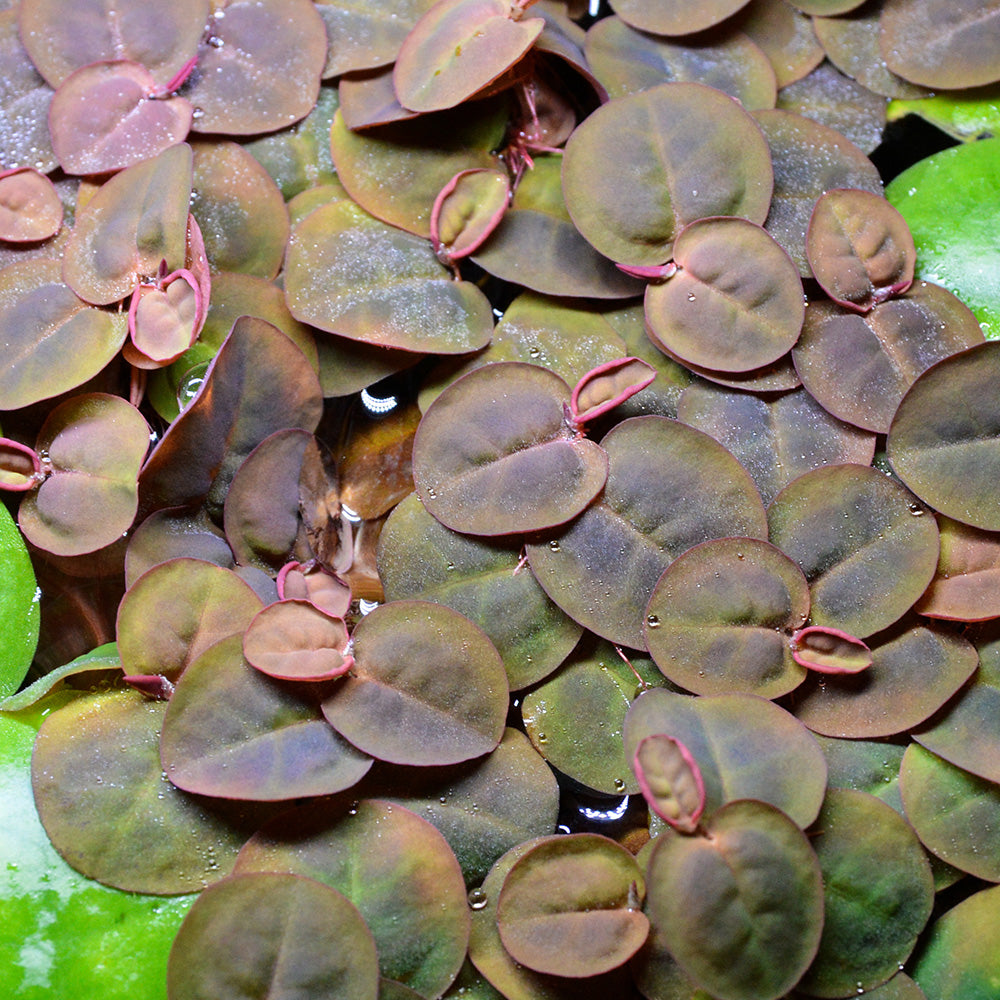 Red Root Floater Roots Red Root Floaters | Colorful floating plant for fish tank - Flip Aquatics