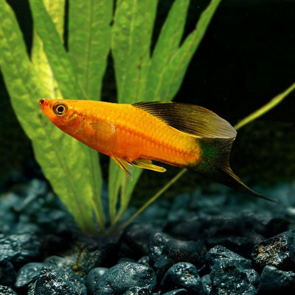 Red Wag Swordtail (Hi Fin) | Xiphophorus helleri