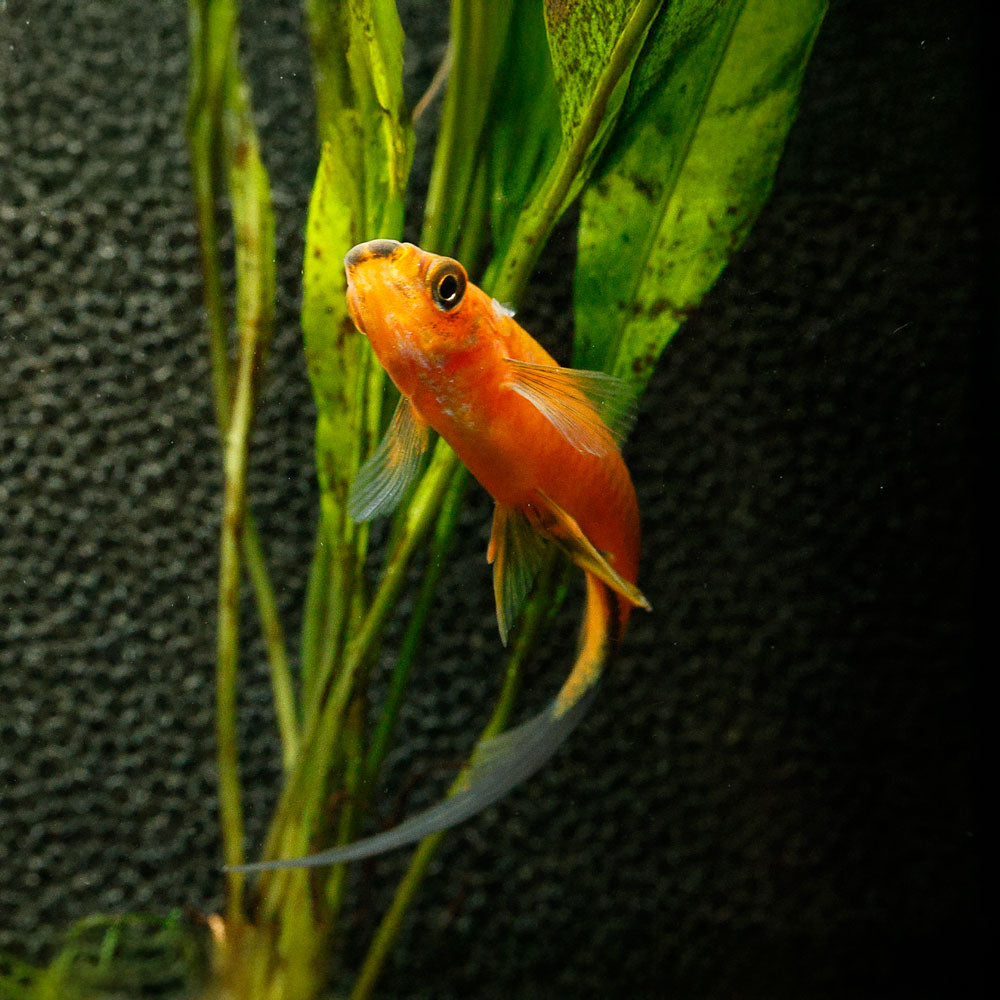Red Wag Swordtail (Hi Fin) | Xiphophorus helleri