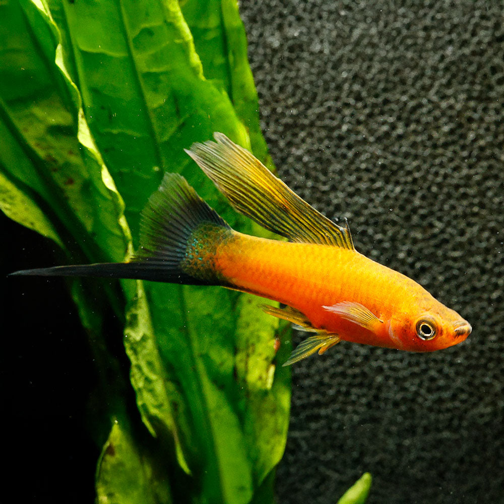 Red Wag Swordtail (Hi Fin)