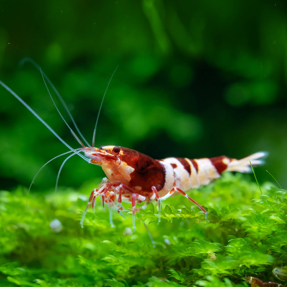 Panda Shrimp Health Problems: Essential Tips for Prevention