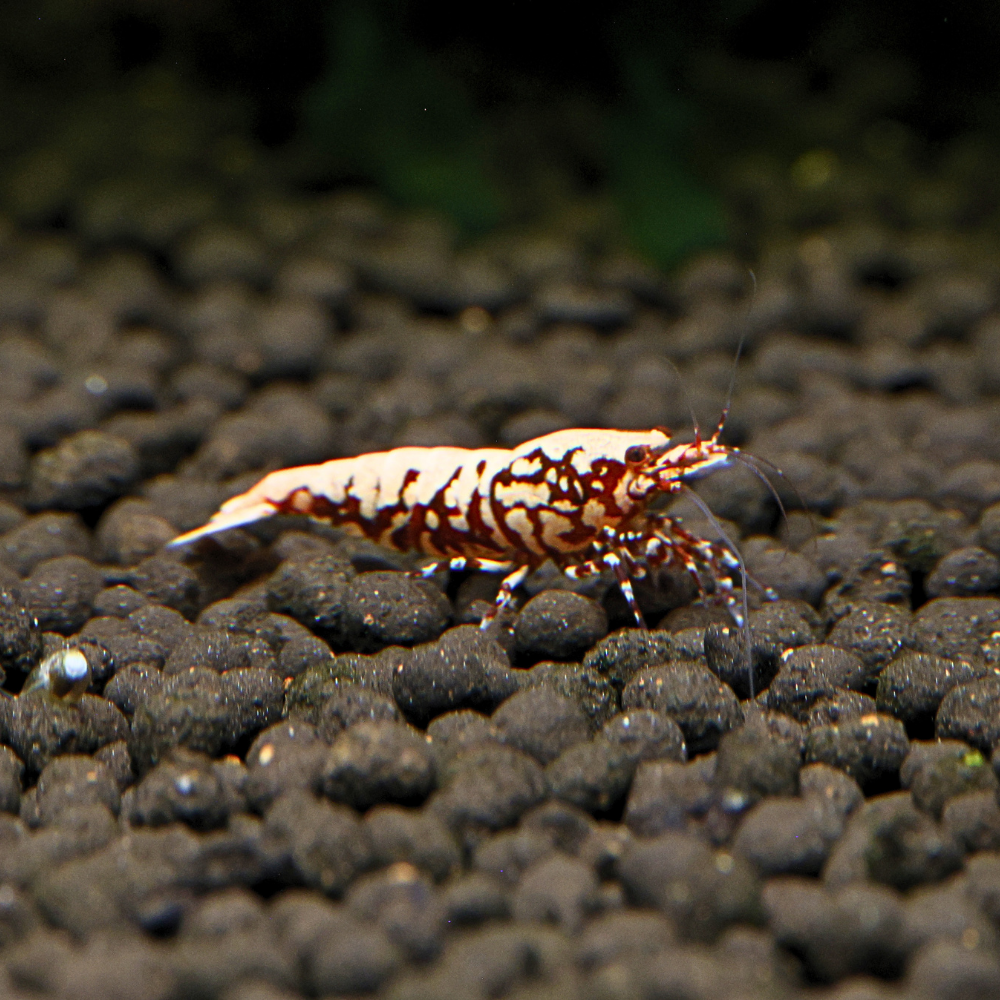 Red BOA Caridina Shrimp 