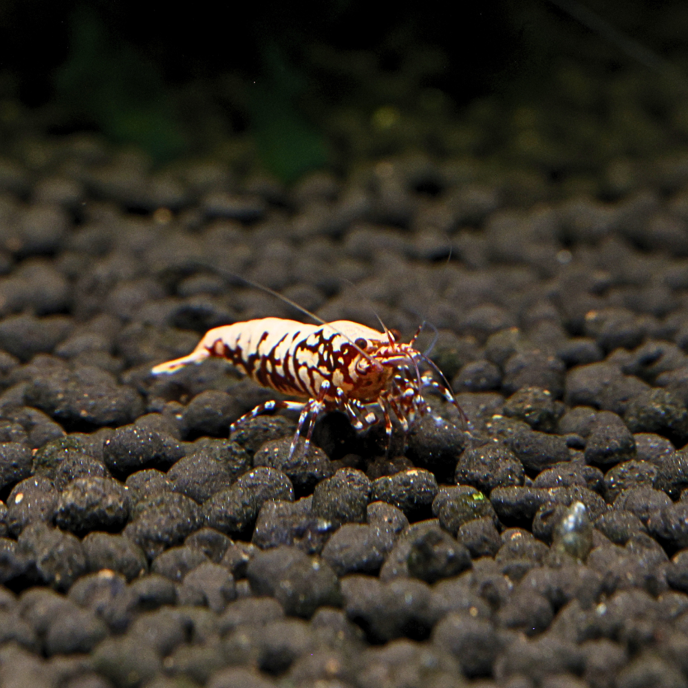 A small Red BOA Caridina Shrimp in an aquarium