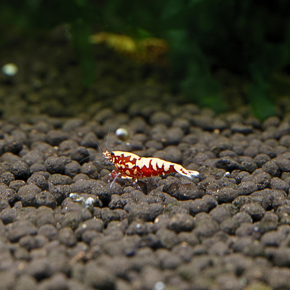 Red BOA
