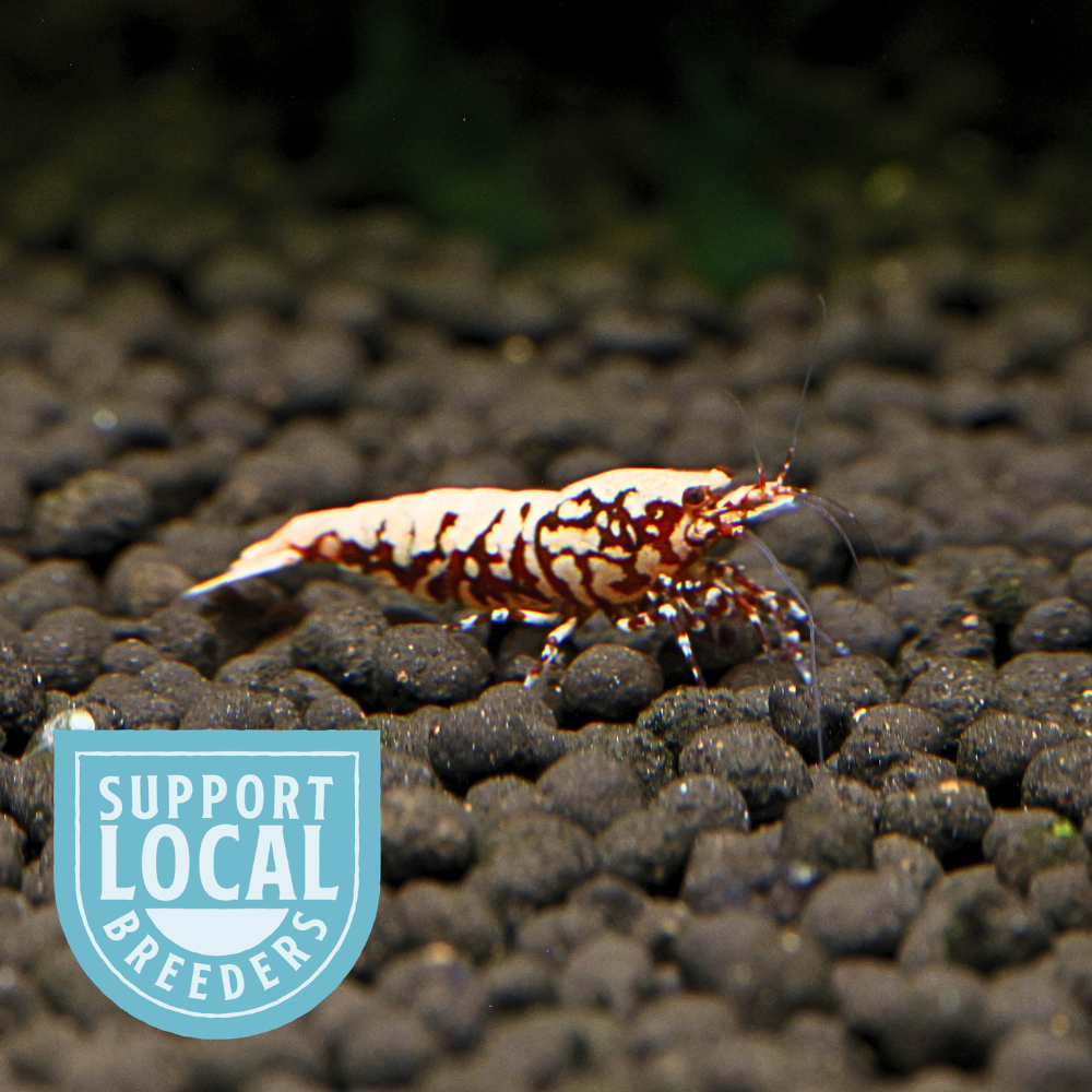 Red BOA Caridina shrimp