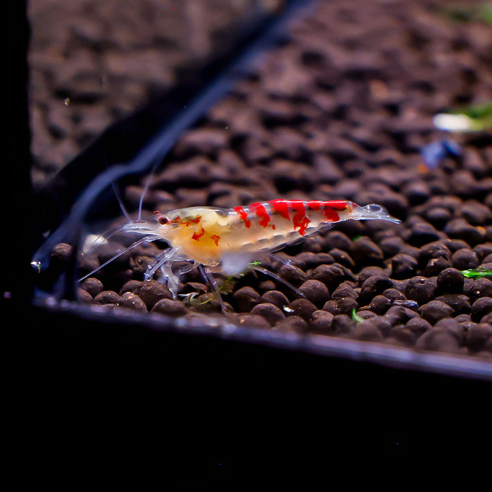 Red Calceo Shrimp
