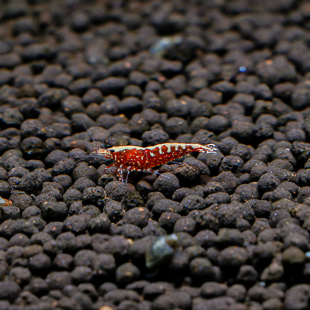 Red Galaxy Snowflake Caridina Shrimp