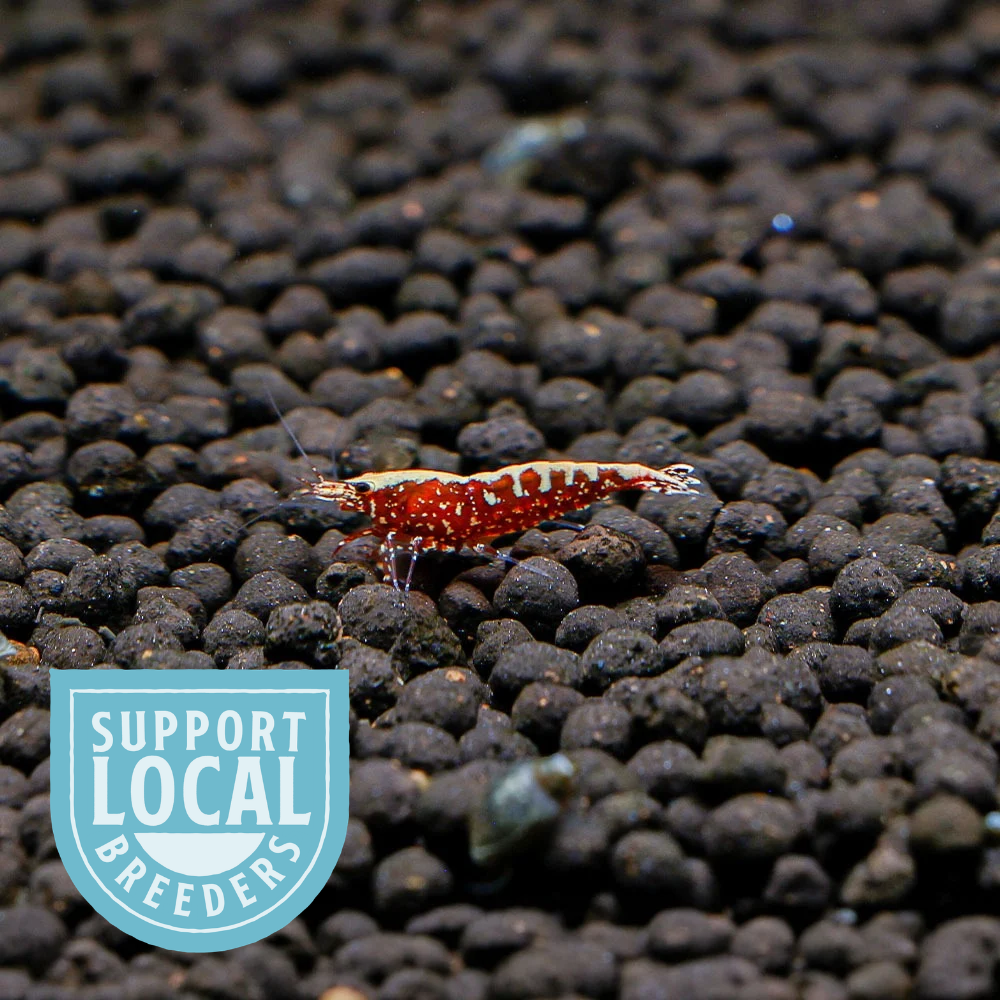 Red Galaxy Snowflake Caridina Shrimp locally bred 