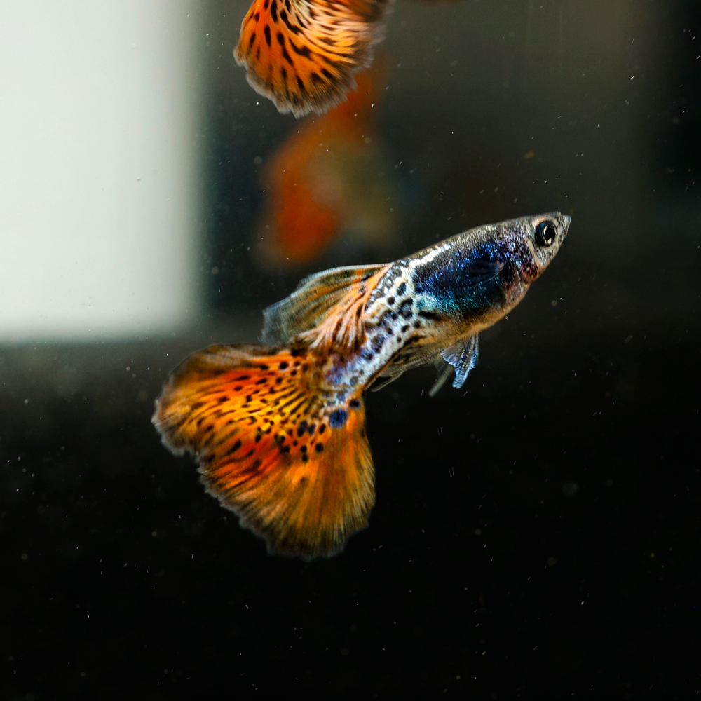 Colorful fish swimming in an aquarium with a blurred background