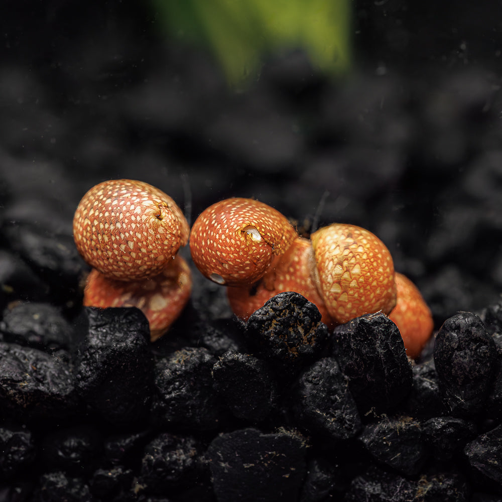 A group of red pumpkin nerite snails on a bed of black aquarium gravel.