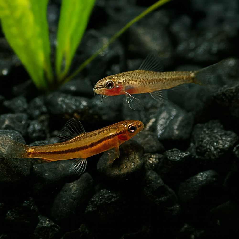 Rosy Loach