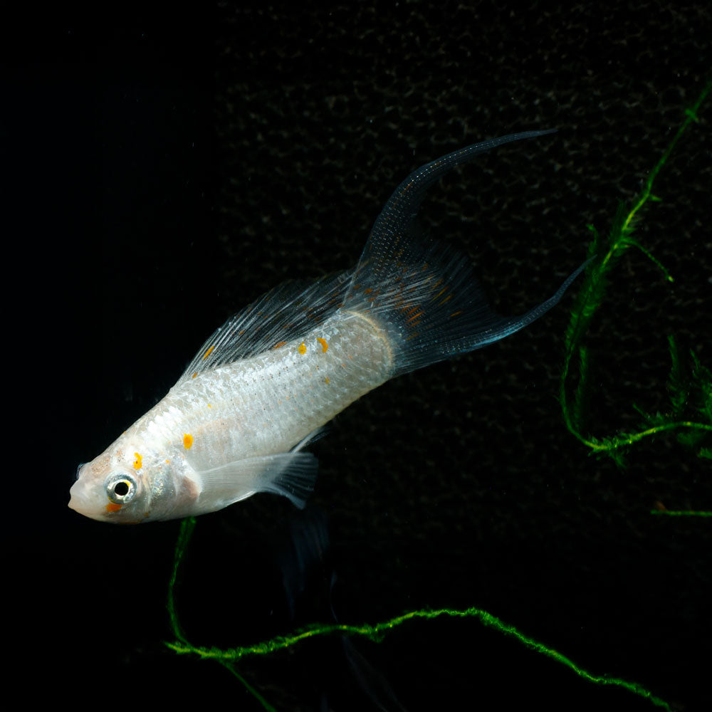 Sailfin Molly | Poecilia Velifera