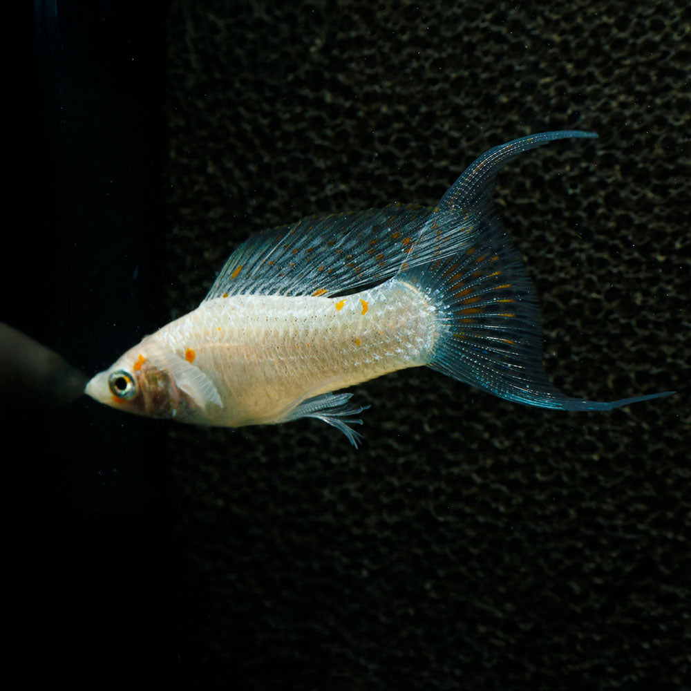 Sailfin Molly | Poecilia Velifera