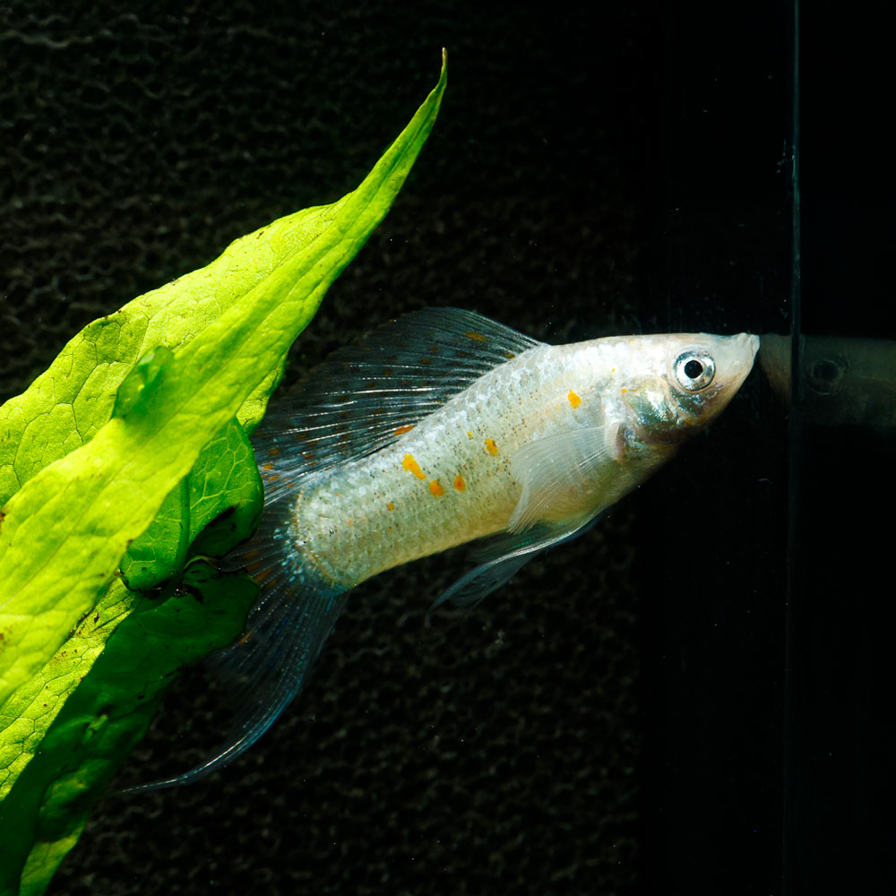 Sailfin Molly | Poecilia Velifera