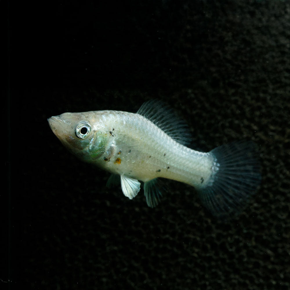 Sailfin Molly | Poecilia Velifera