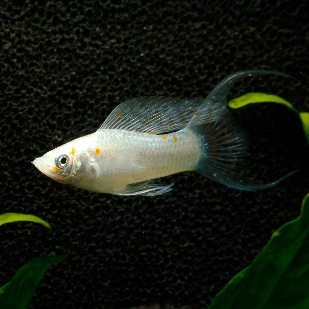 Sailfin Molly