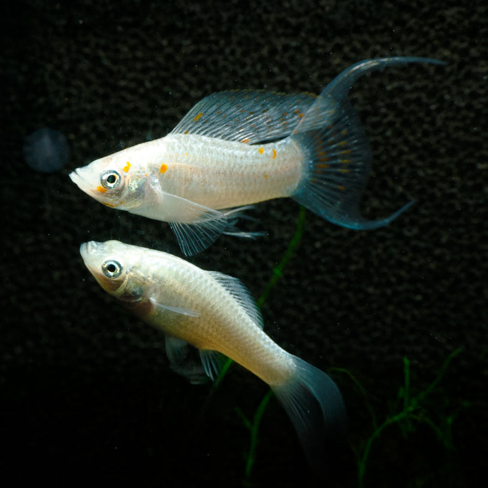 Sailfin Molly | Poecilia Velifera