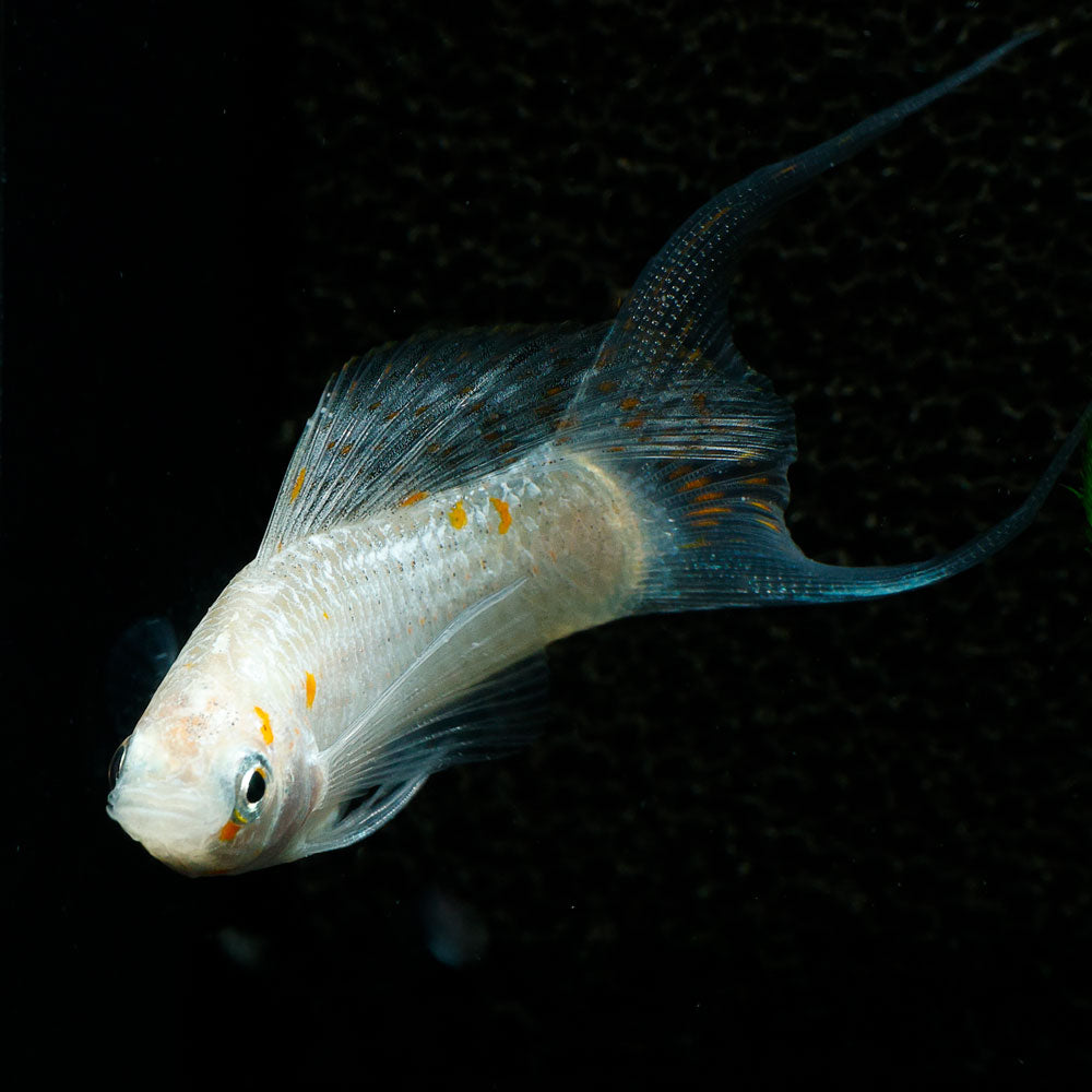 Sailfin Molly | Poecilia Velifera