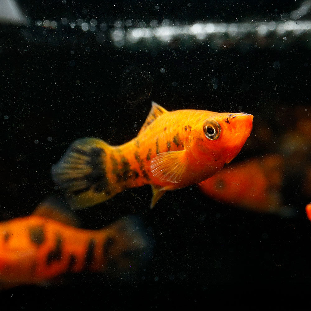 Sanke Koi Swordtail | Xiphophorus Helleri