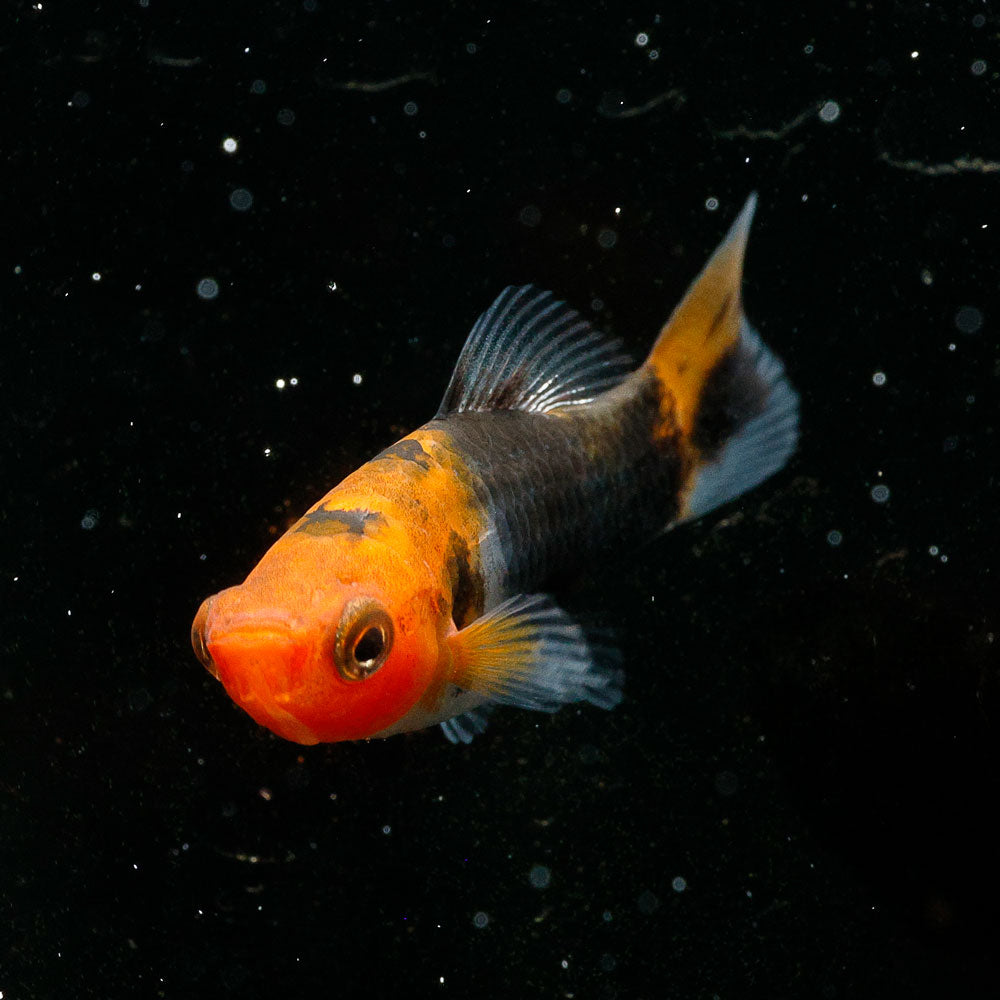 Sanke Koi Swordtail | Xiphophorus Helleri