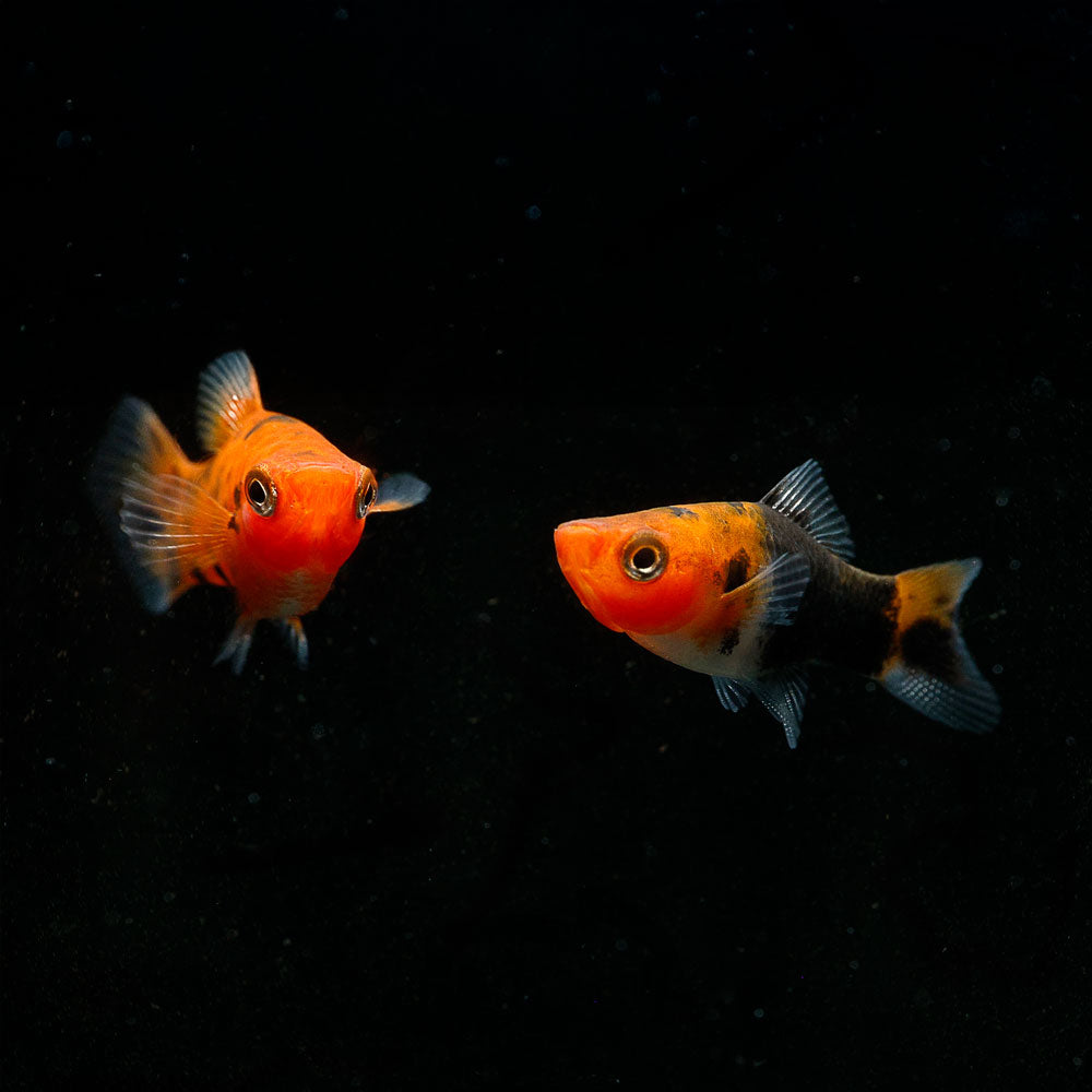 Sanke Koi Swordtail | Xiphophorus Helleri