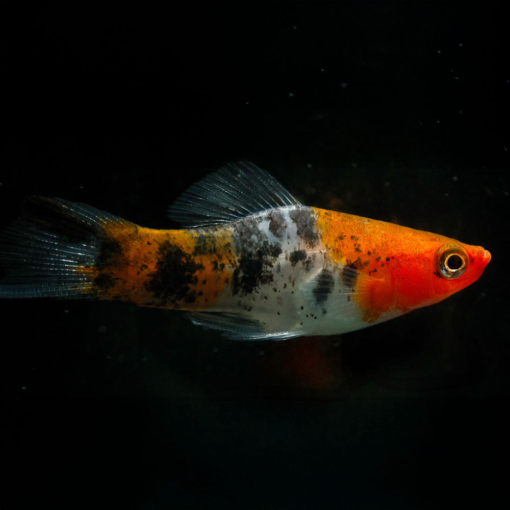 Sanke Koi Swordtail