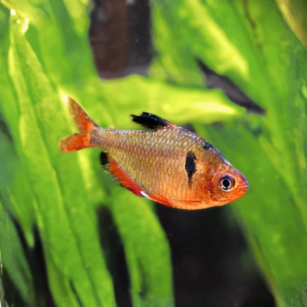 A small orange-red Serpae Tetrafish with black markings swimming in front of bright green aquarium plants.