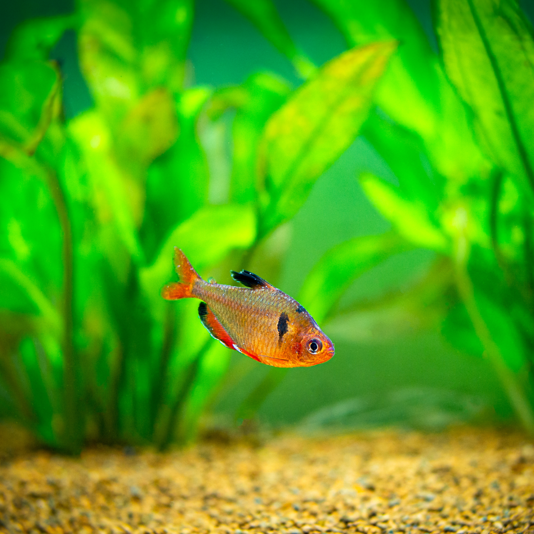 A Serpae Tetra fish swimming in a freshwater aquarium with green plants in the background.