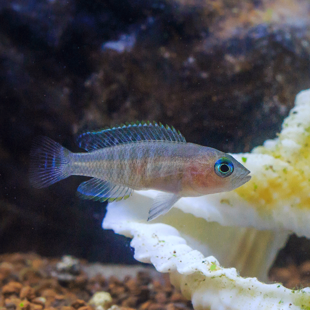 Cichlids - Flip Aquatics