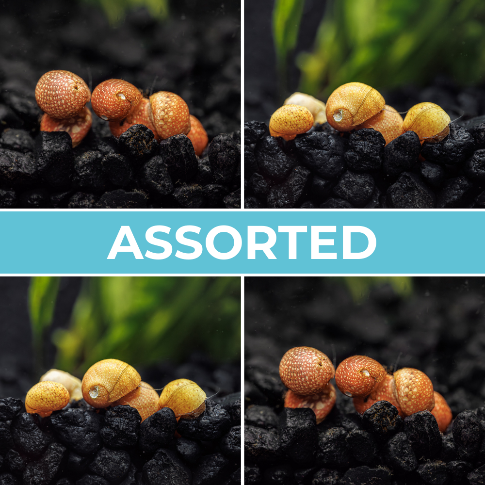 3 Assorted Pumpkin Nerite Snails