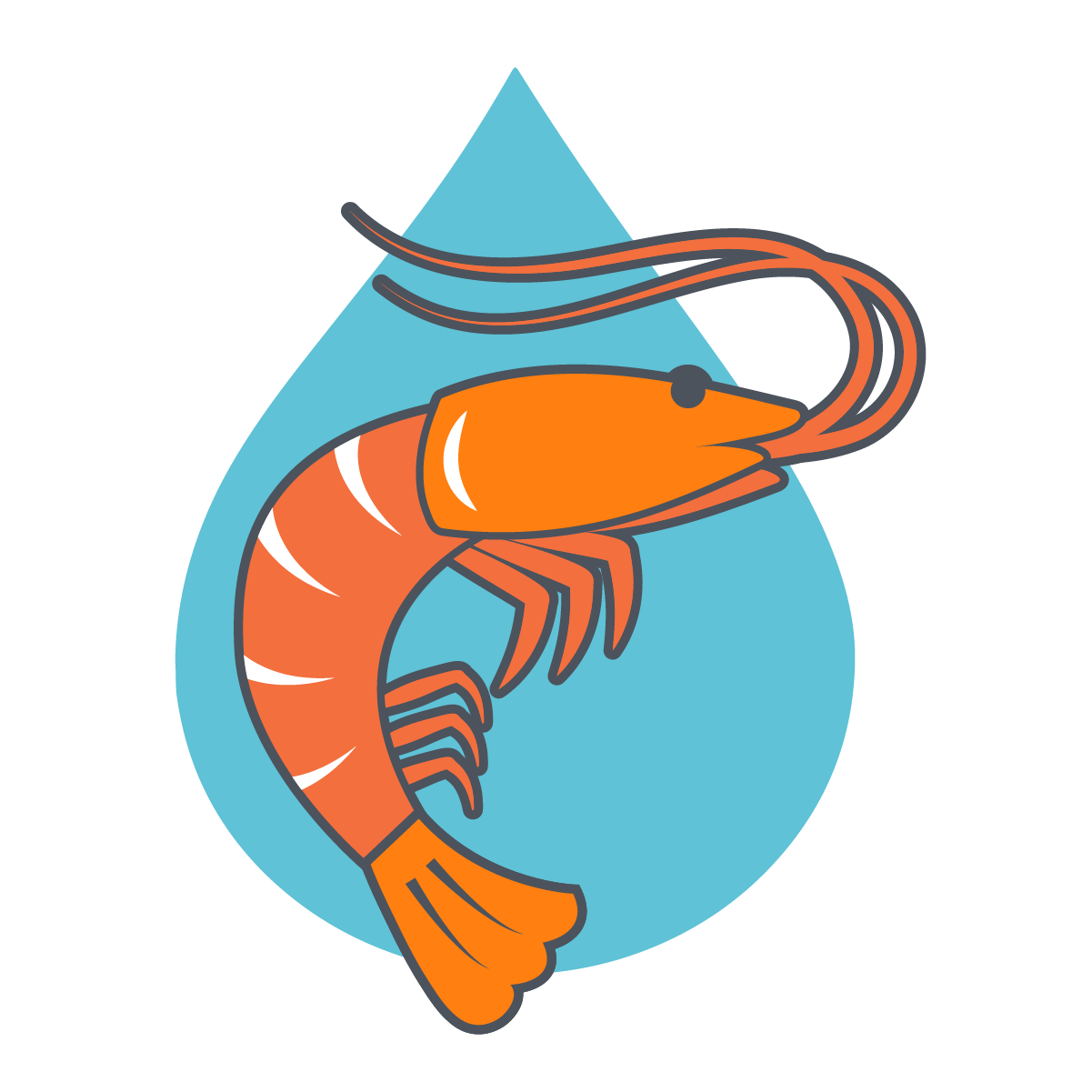 Amano Shrimp for Sale Buy 5 or 10 Pack of Amano Shrimp Flip Aquatics