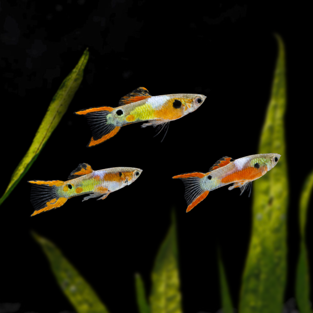 Red Fire Endler | Poecilia Wingei