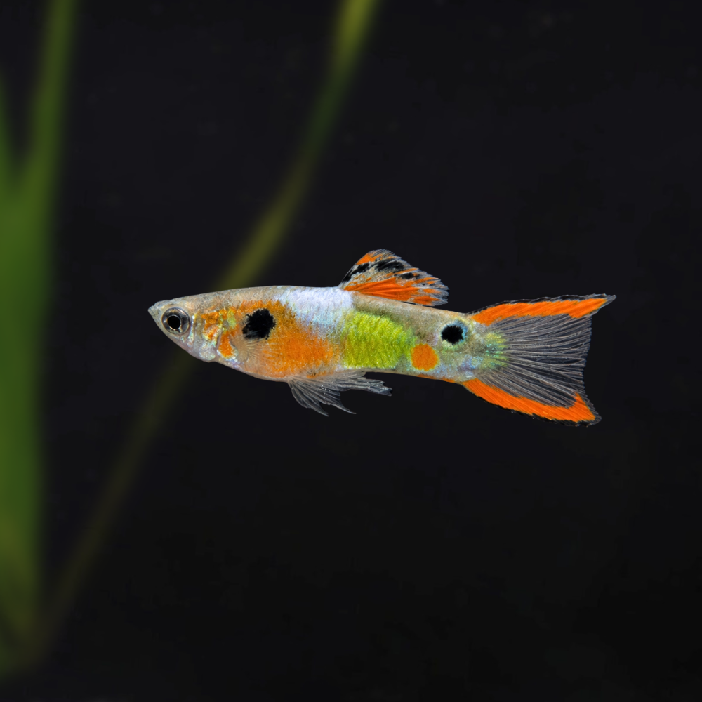 Red Fire Endler | Poecilia Wingei