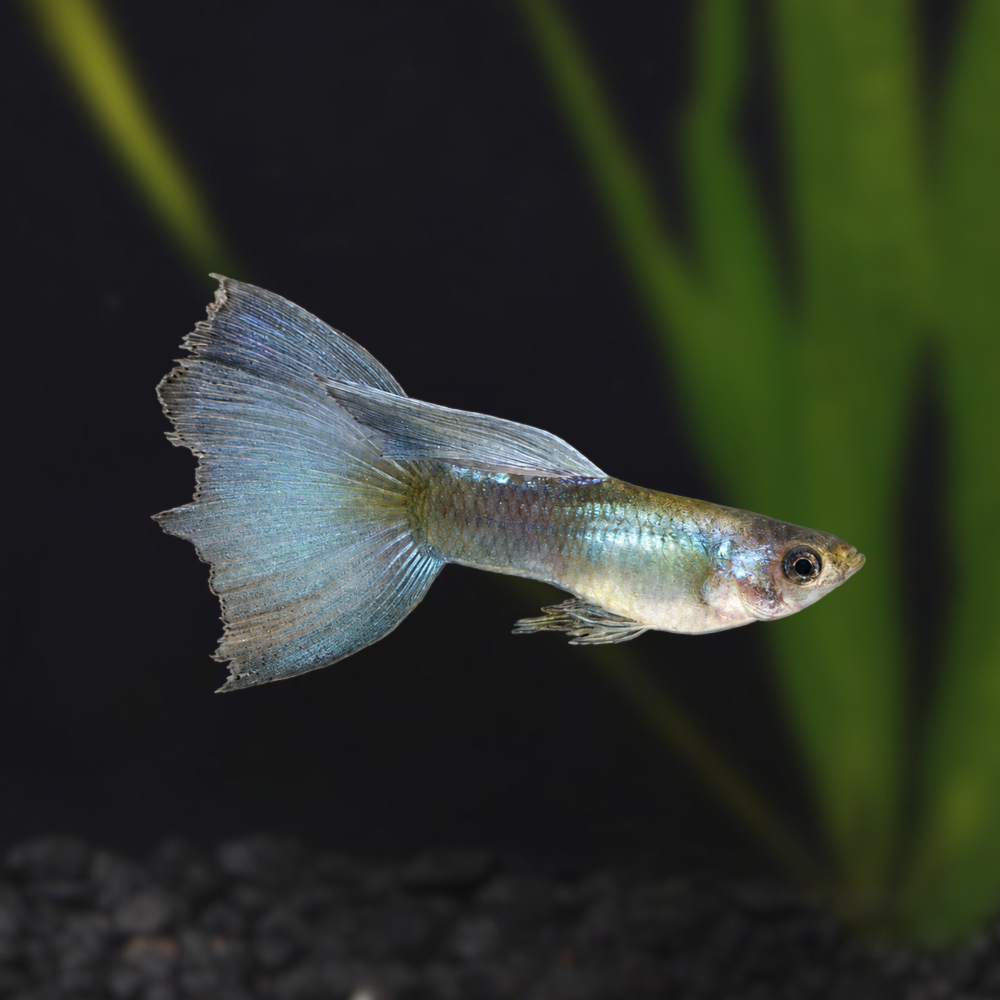 Shubel Green Guppy swimming in an aquarium