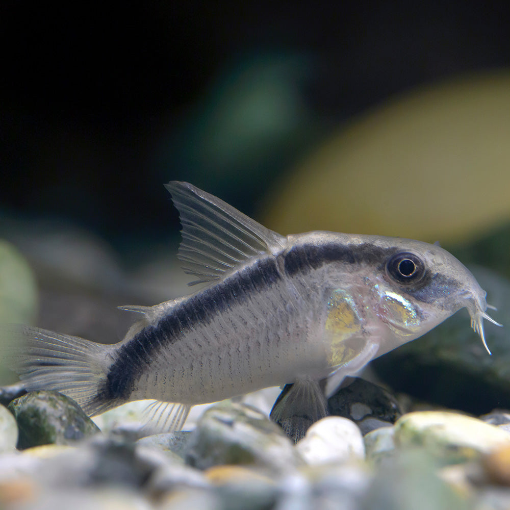 Skunk Cory | Corydoras Arcuatus