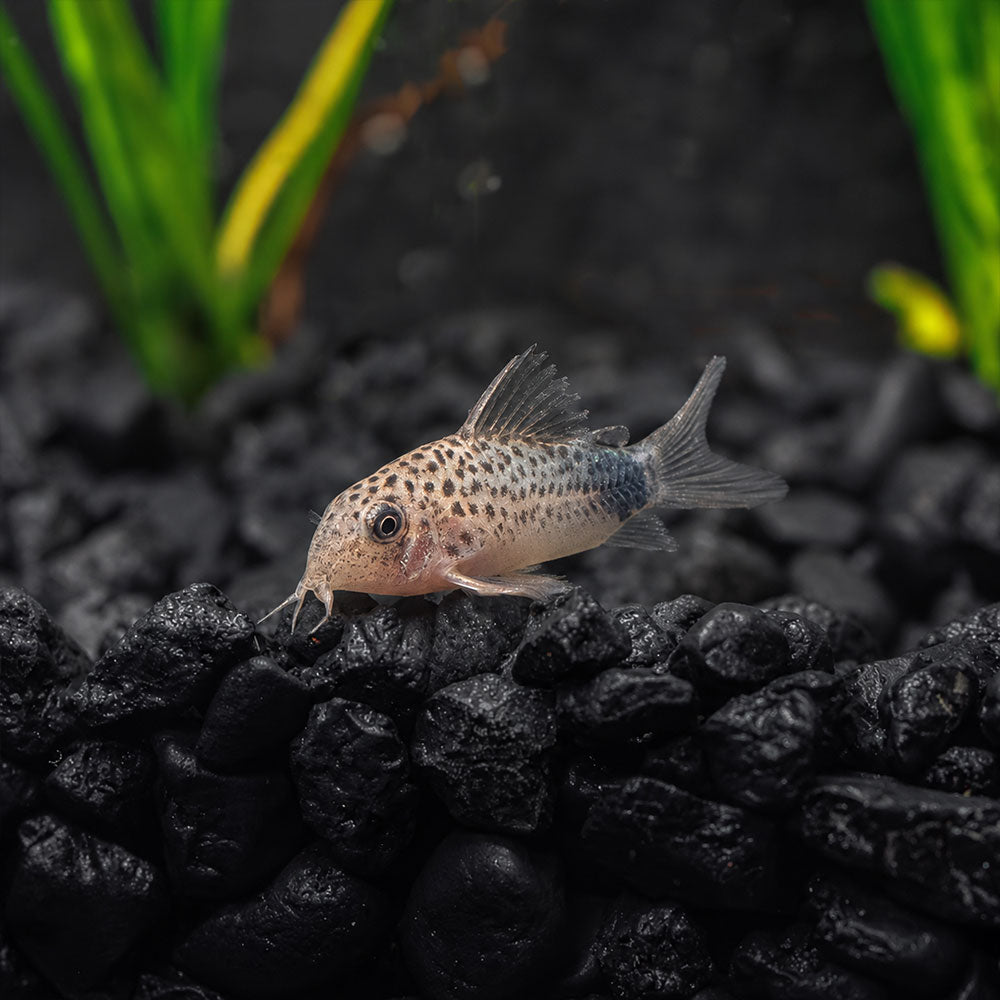 Smudge Spot Cory | Cory Similis