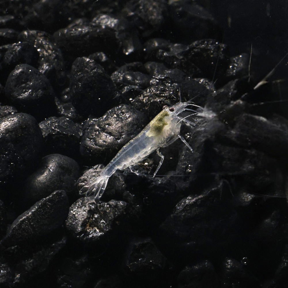 Snow Amano Shrimp sitting on black substrate 