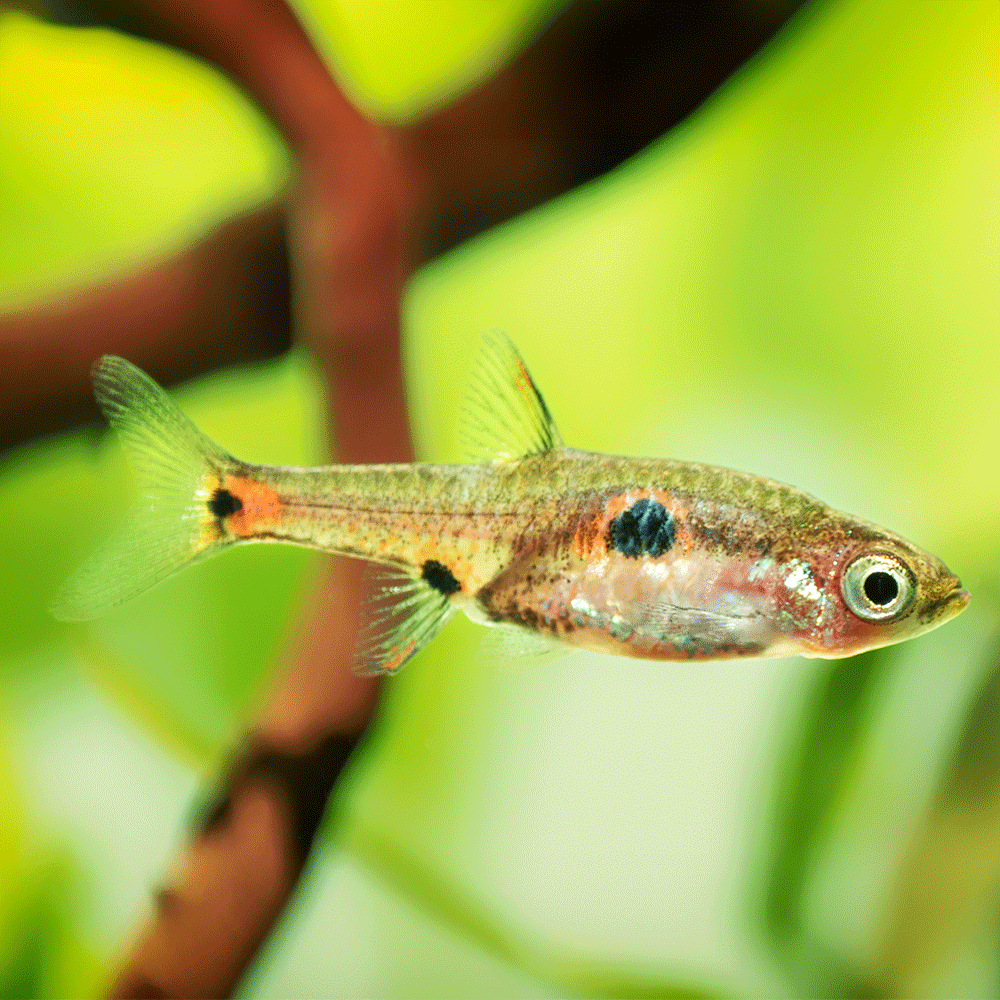Spotted Rasbora - Flip Aquatics