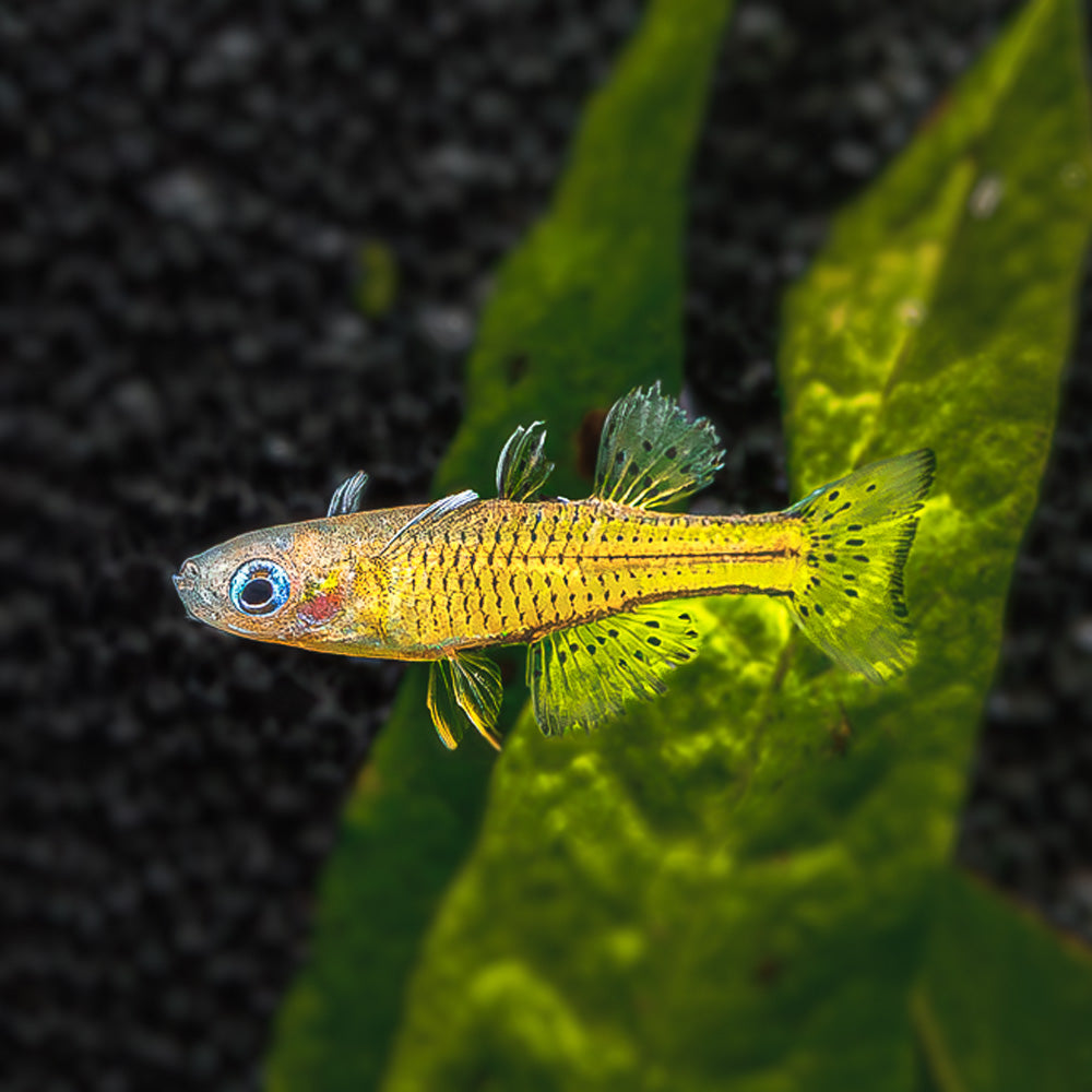 Small yellow Spotted Blue Eye Rainbow fish swimming near a green leaf with a dark background