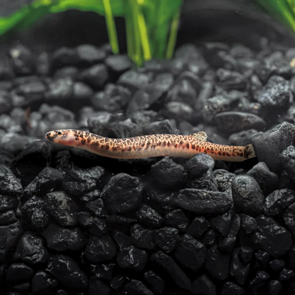 Spotted Kuhli Loach | Pangio muraeniformis