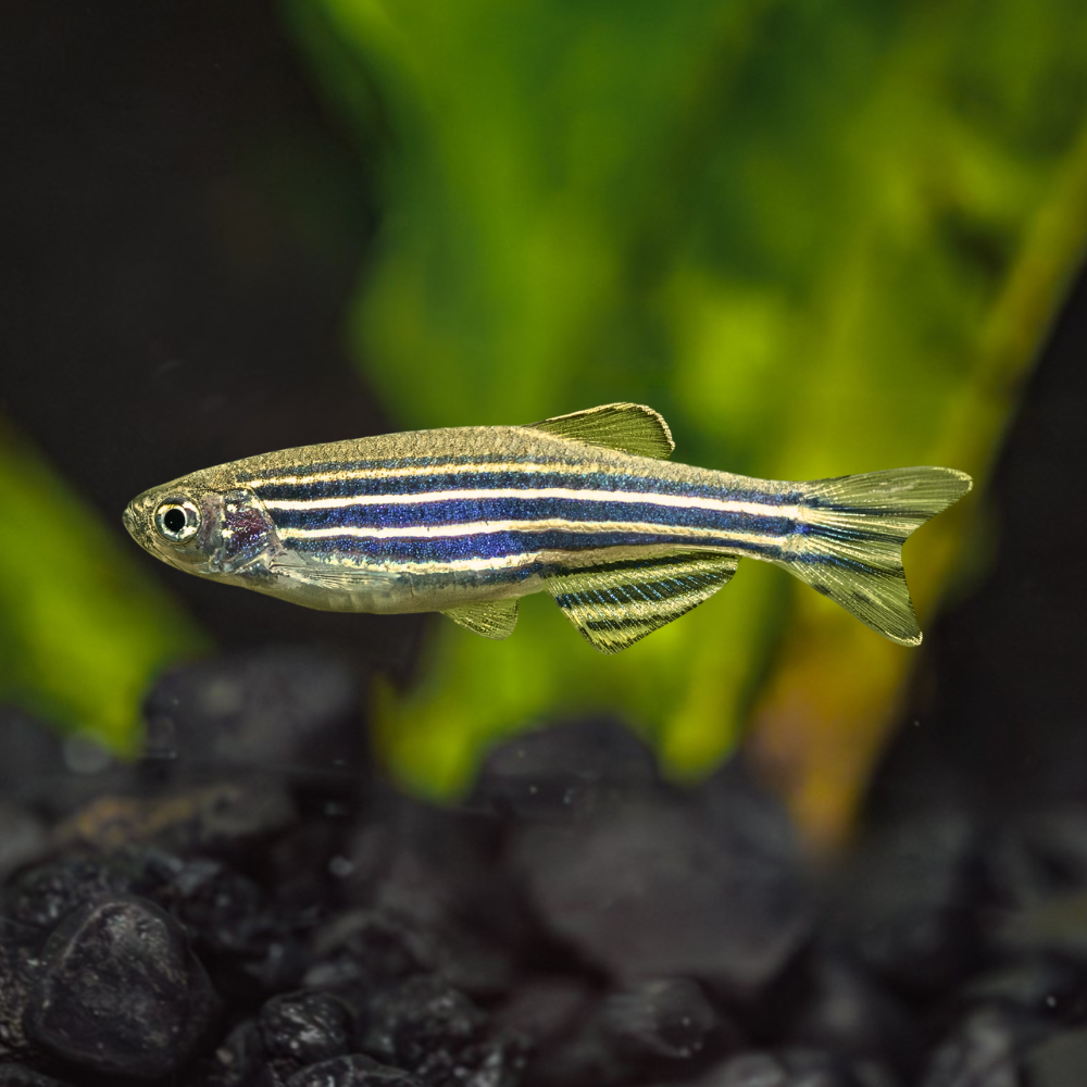 Zebra Danio | Danio Rerio