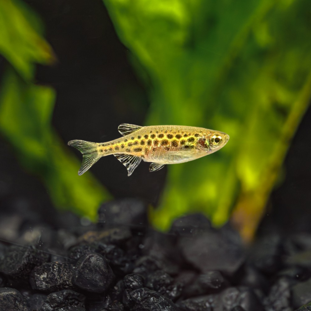 Gold Ring Danio | Brachydanio tinwini