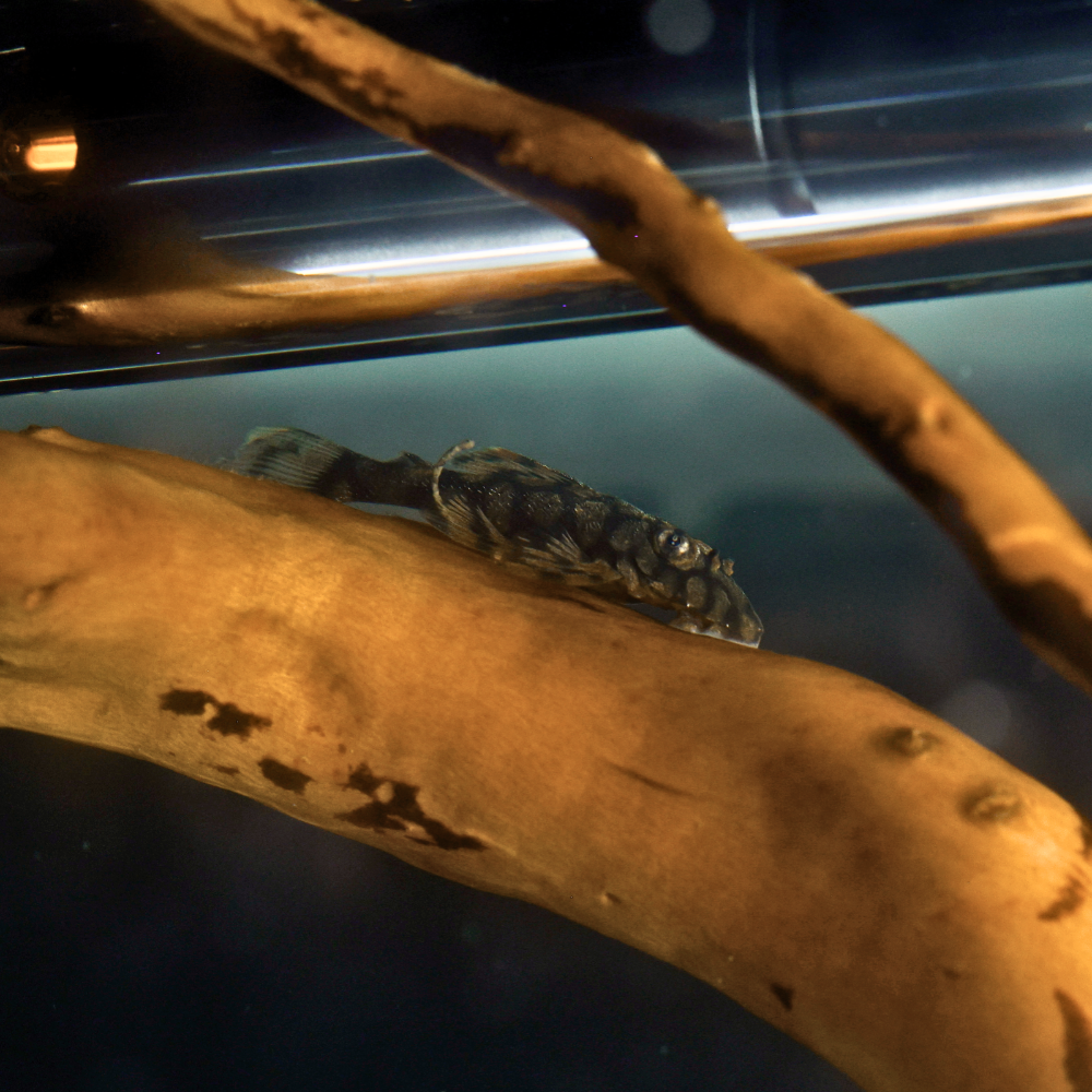 Ancistrus Wabenmuster Pleco