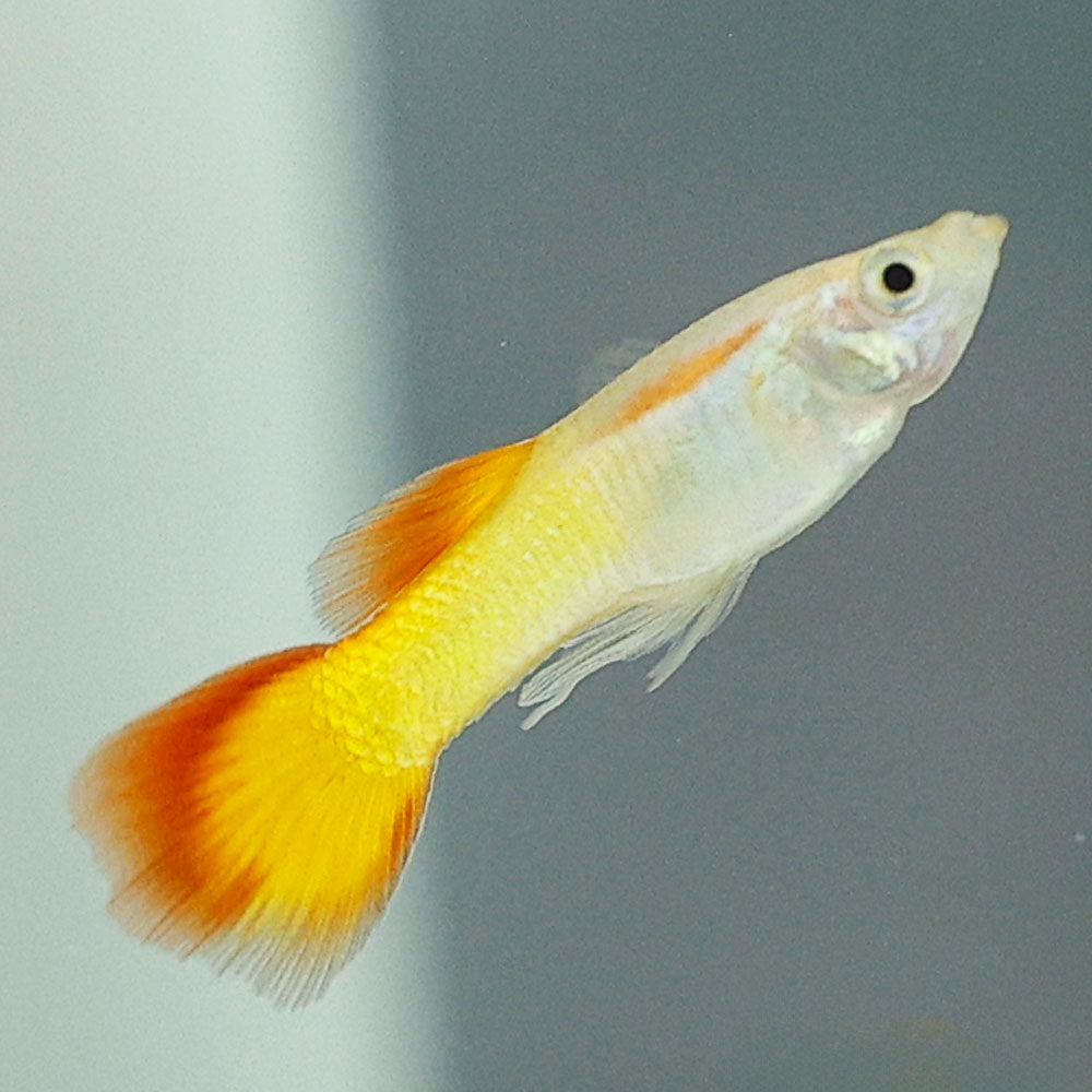 Sunset Guppy | Poecilia Reticulatus