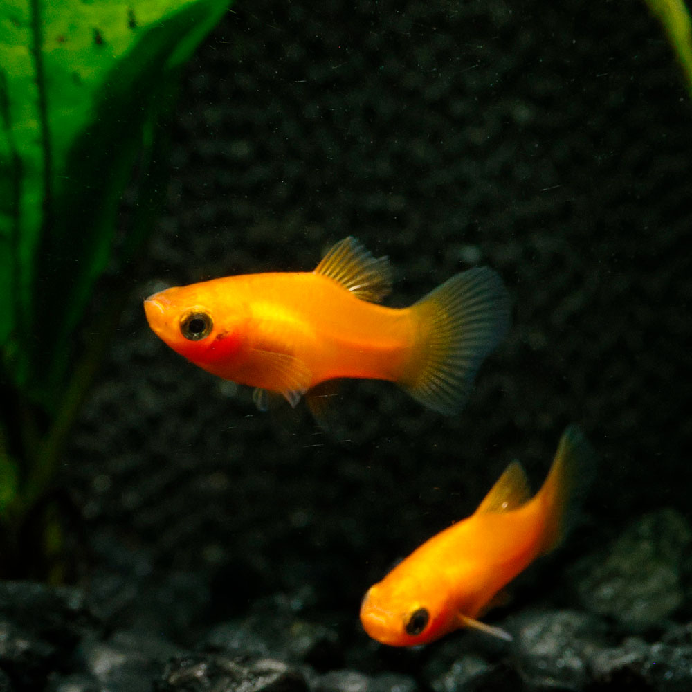 Sunset Platy | Xiphophorus maculatus