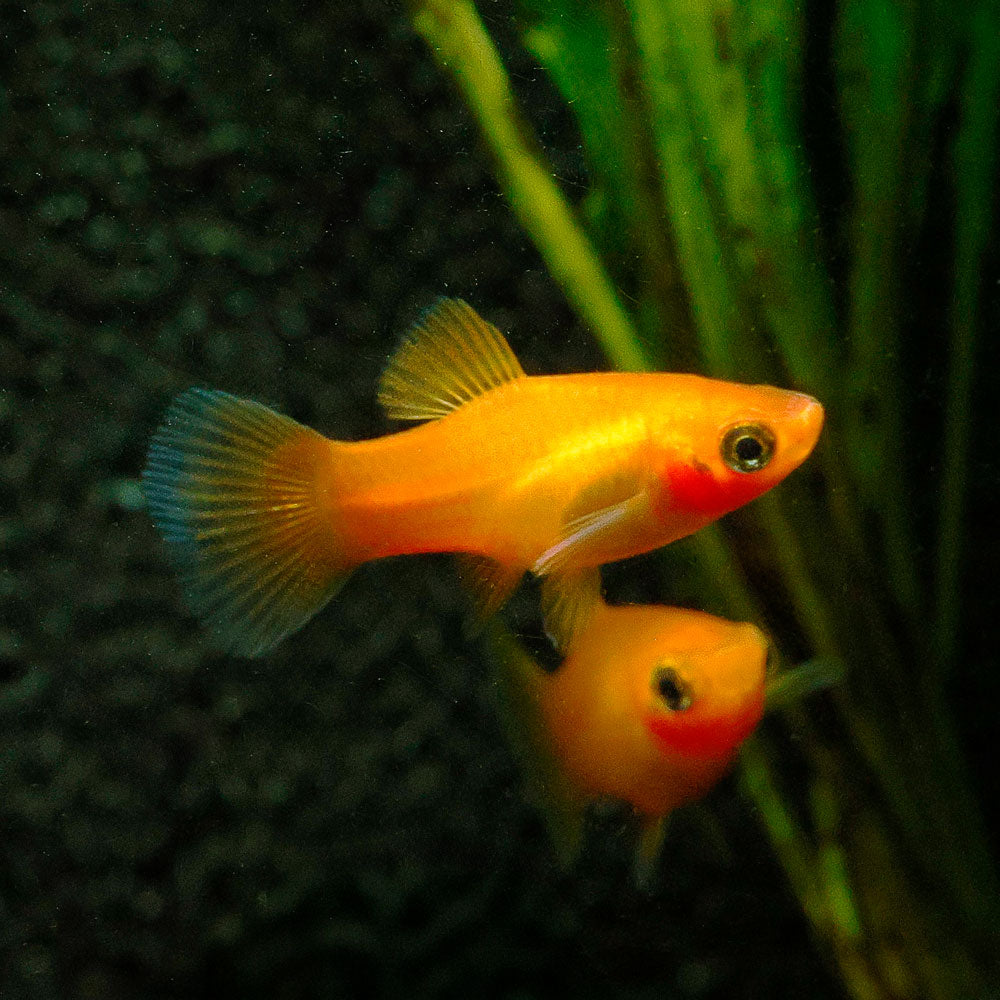 Sunset Platy