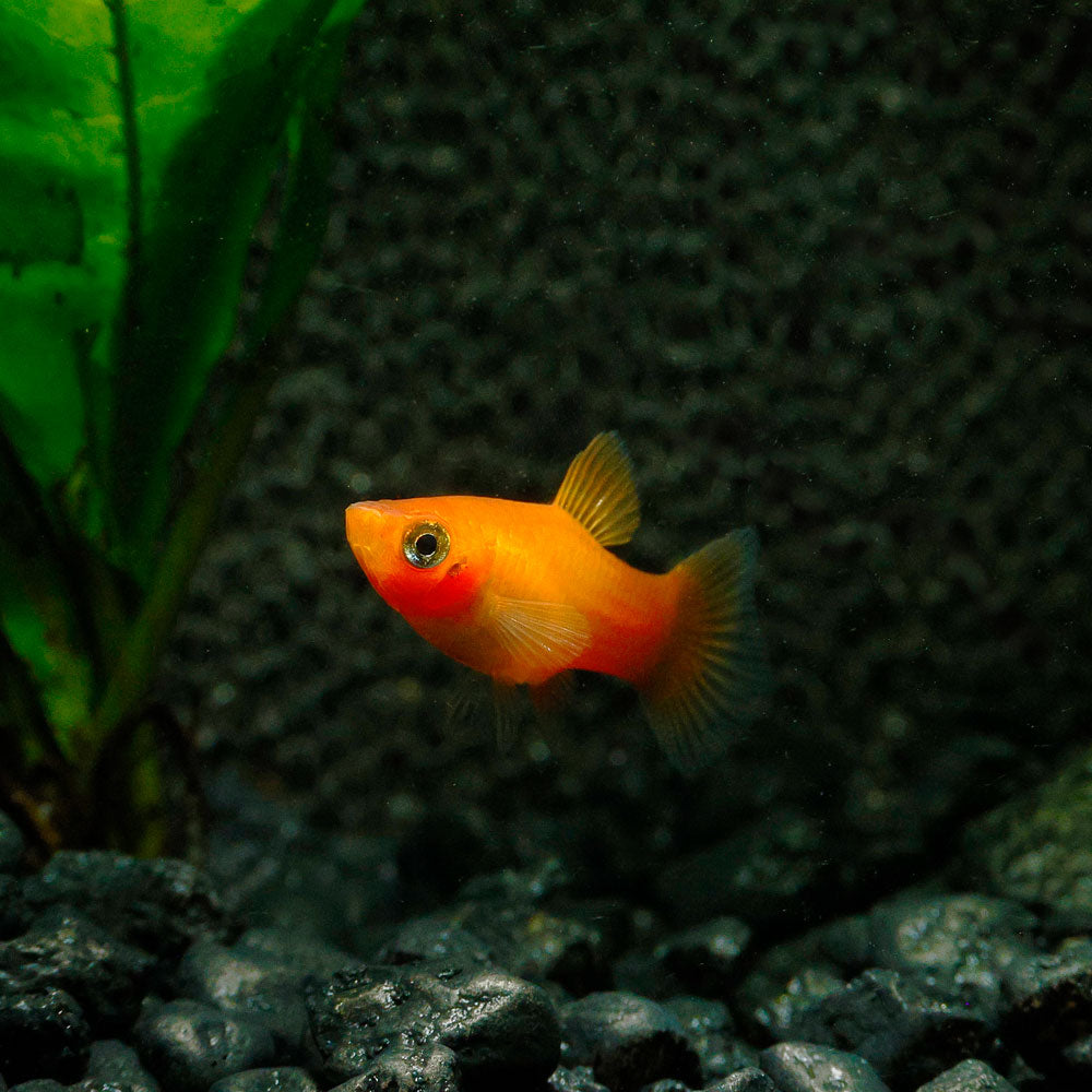 Sunset Platy | Xiphophorus maculatus