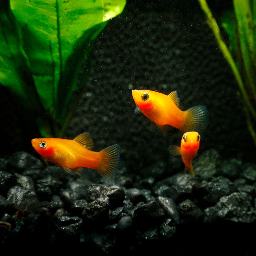 Sunset Platy | Xiphophorus maculatus