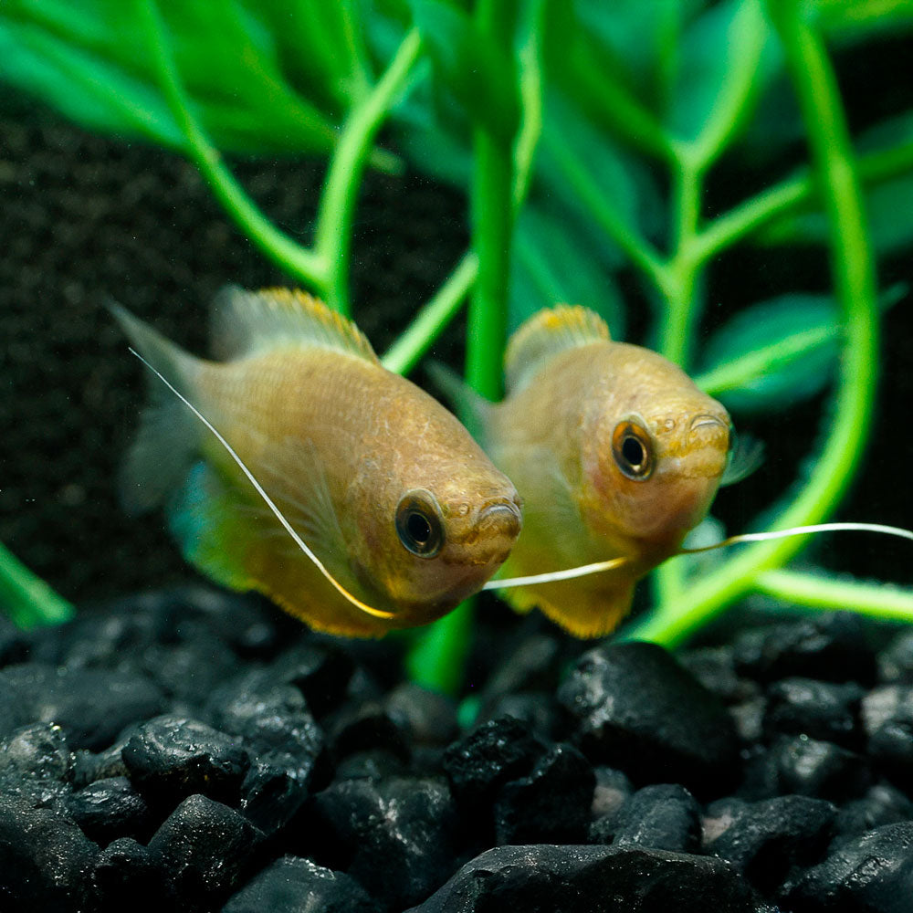 Sunset Thicklip Gourami