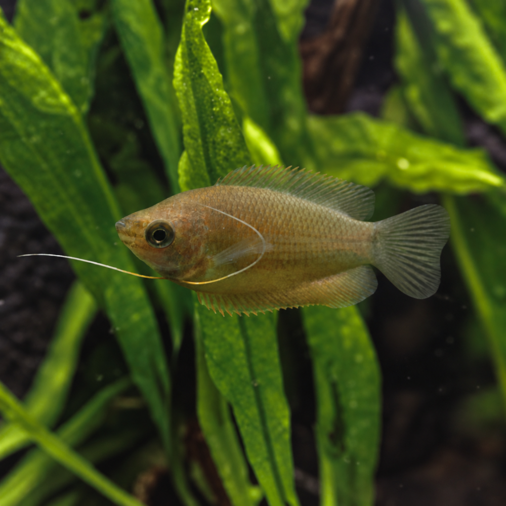 A Sunset Thicklip Gourami swimming in an aquarium among bright green aquatic plants.